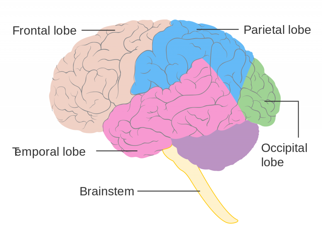 Brain Diagram for AP Psychology: Must-Know Parts & Functions