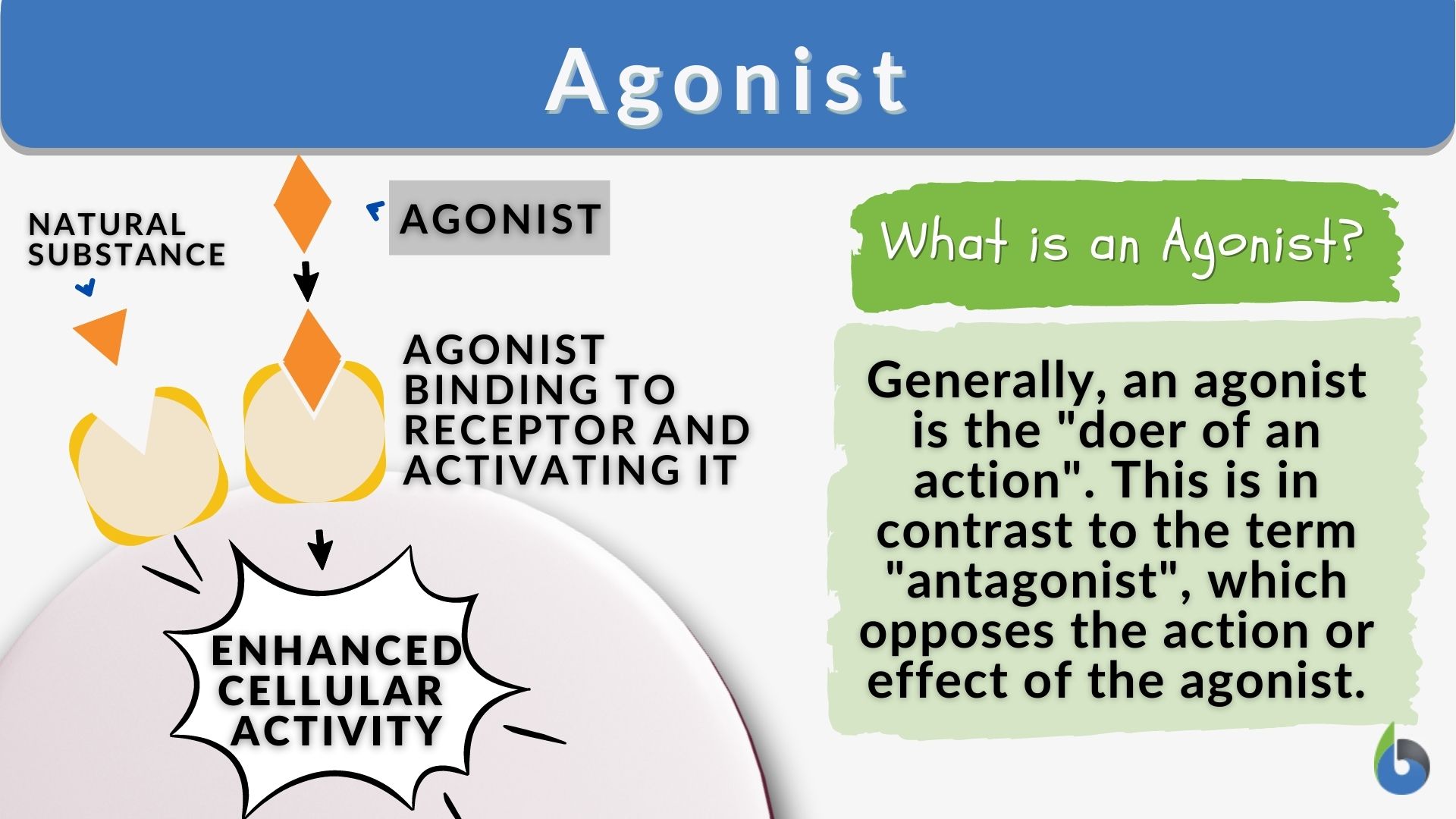 What Are Agonists and Antagonists in Psychology? A Complete Guide