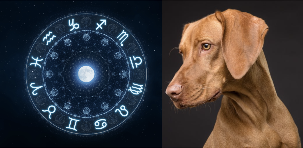 Astrology Dog Names: Find the Perfect Cosmic Name for Your Pup