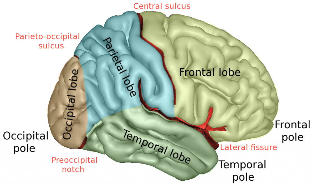 Brain Diagram for AP Psychology: Must-Know Parts & Functions