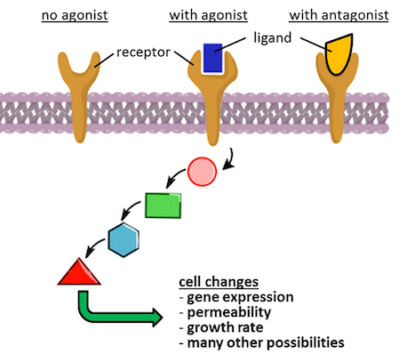 What Are Agonists and Antagonists in Psychology? A Complete Guide