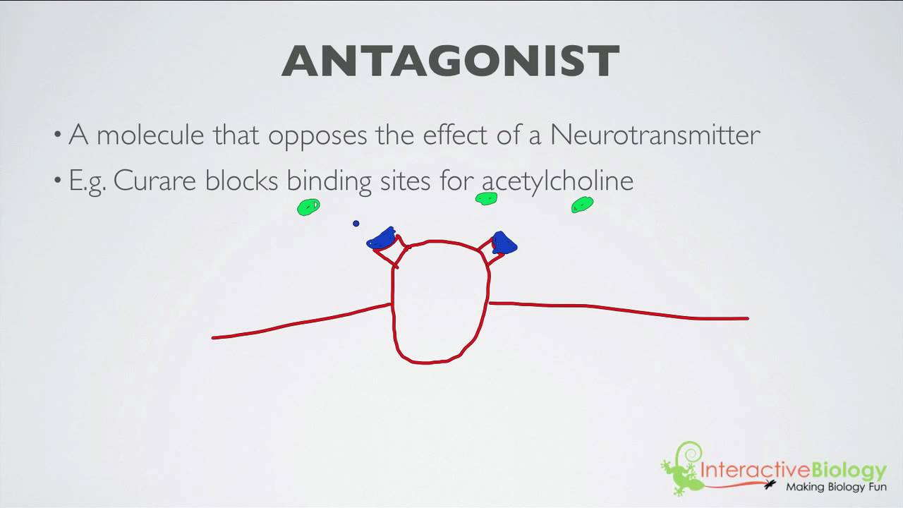 agonist ap psychology