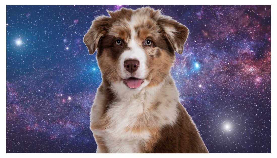 Astrology Dog Names: Find the Perfect Cosmic Name for Your Pup