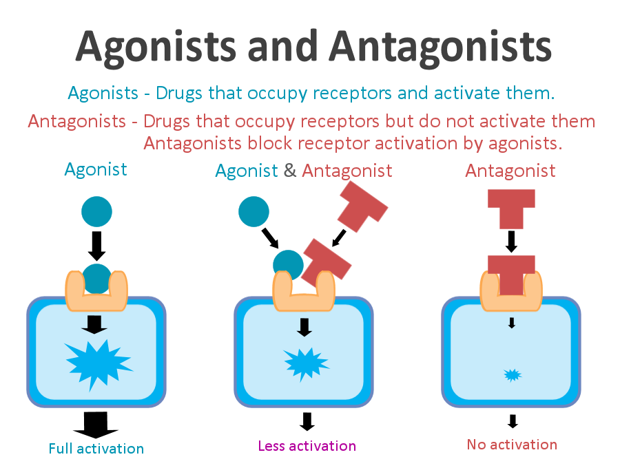 What Are Agonists and Antagonists in Psychology? A Complete Guide