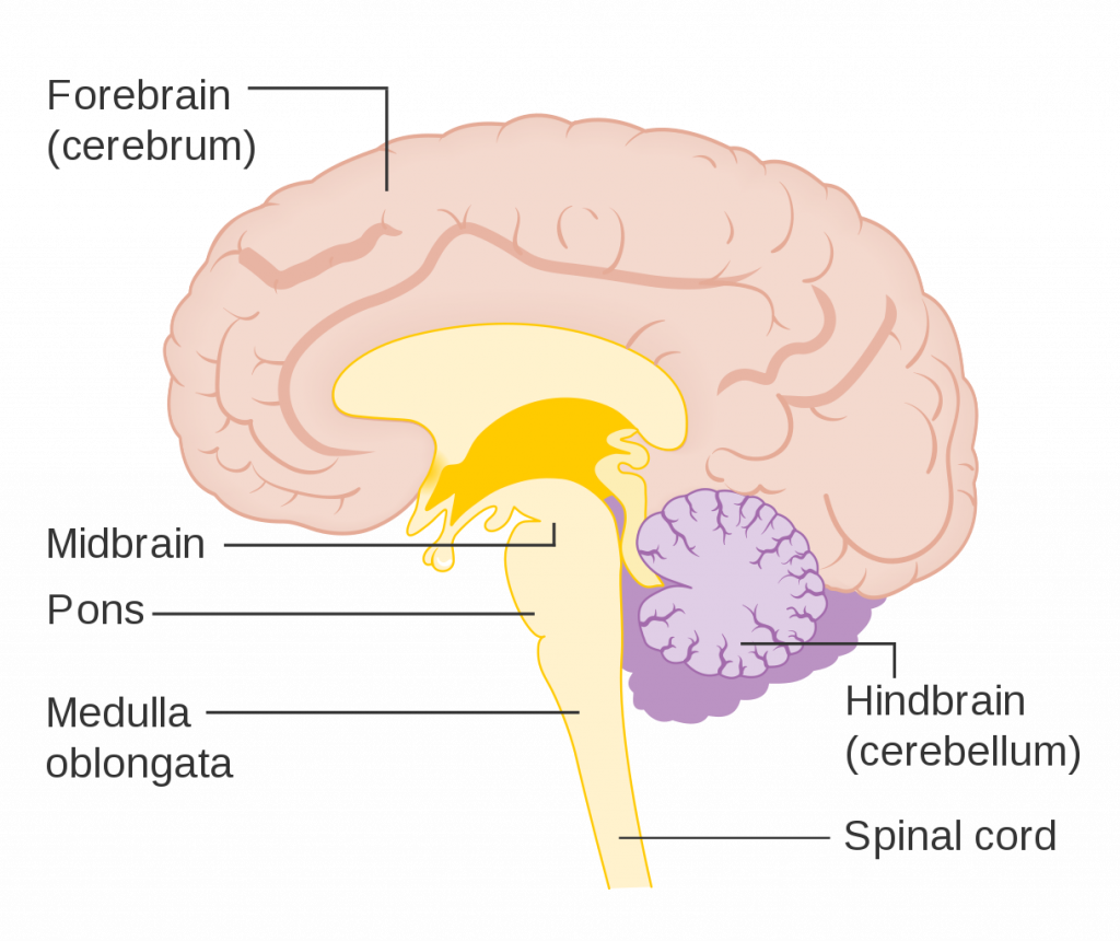 Brain Diagram for AP Psychology: Must-Know Parts & Functions