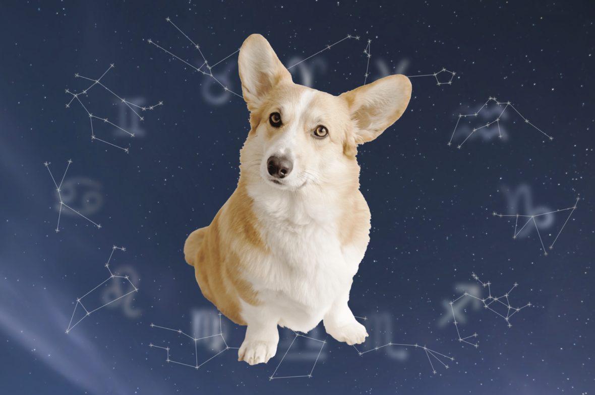 Astrology Dog Names: Find the Perfect Cosmic Name for Your Pup