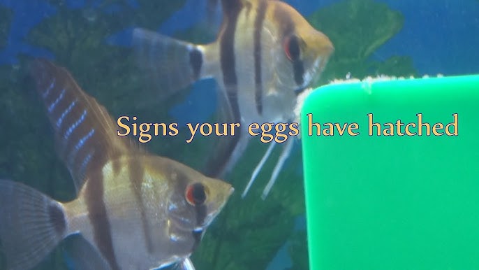 Understanding Angelfish Eggs Hatch Time: Tips and Tricks