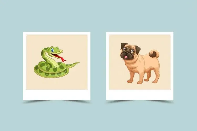 Dog and Snake Chinese Astrology: Will They Find Happiness Together as a Couple?