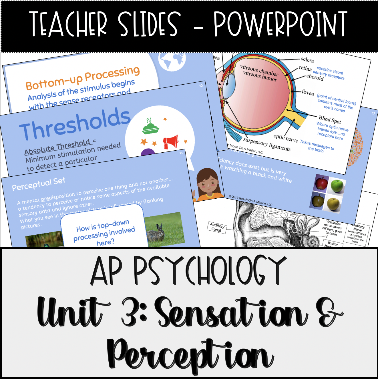 AP Psychology Perception: What You Need to Know