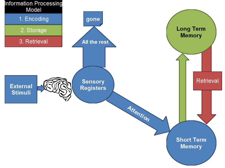 AP Psychology Module 5: Sensation Simplified and Explained