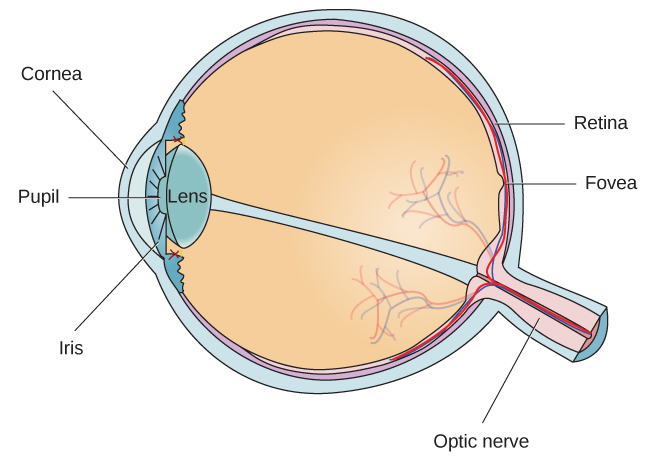 AP Psychology Eye: What You Need to Know for the Exam