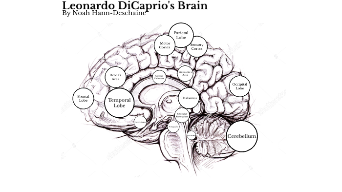 Ace Your AP Psych Project: Celebrity Brain Project Made Simple