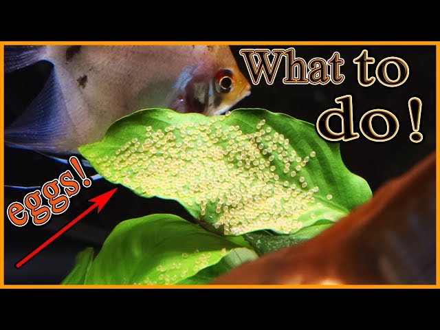 Understanding Angelfish Eggs Hatch Time: Tips and Tricks