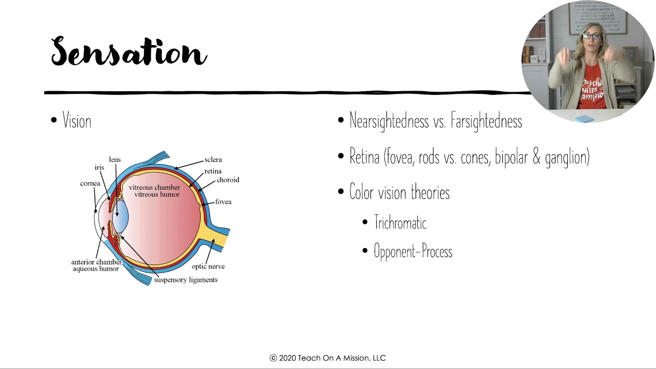 AP Psychology Module 5: Sensation Simplified and Explained