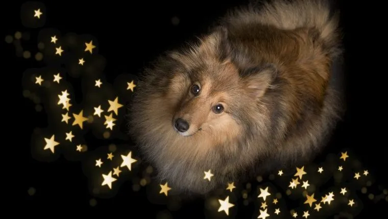 Best Astrology Pet Names:  Top Picks for Zodiac-Inspired Pet Names