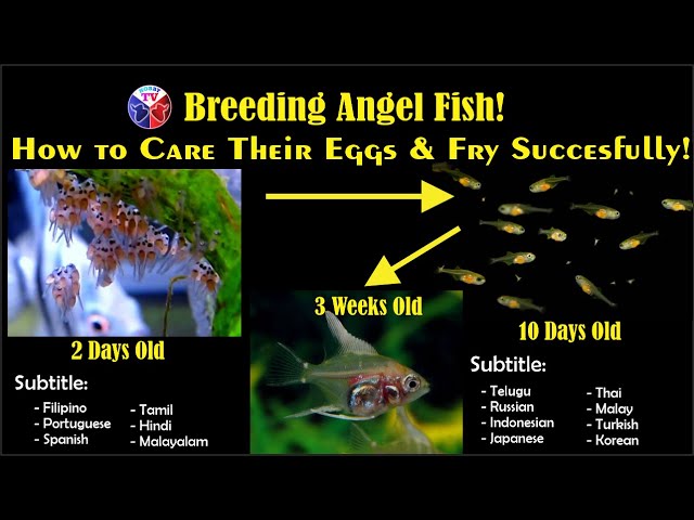 Understanding Angelfish Eggs Hatch Time: Tips and Tricks