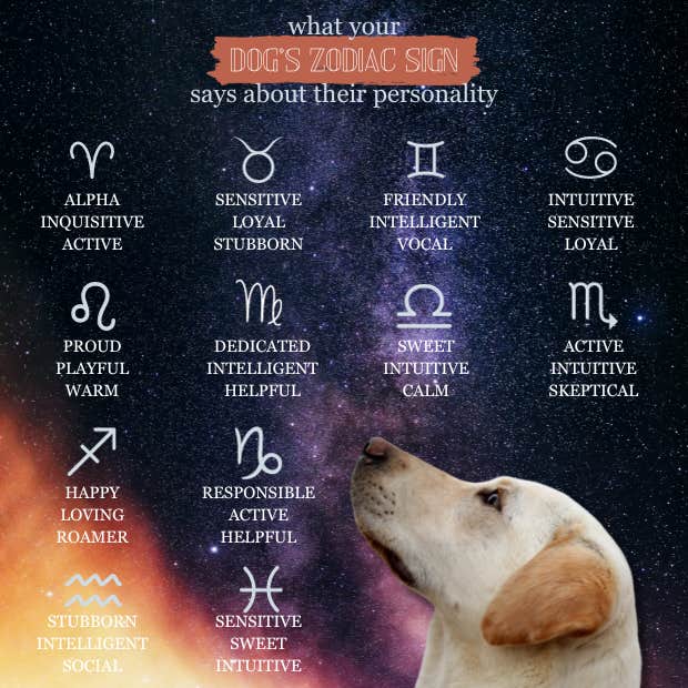 Daily Dog Horoscope: See What the Stars Predict for Your Dog