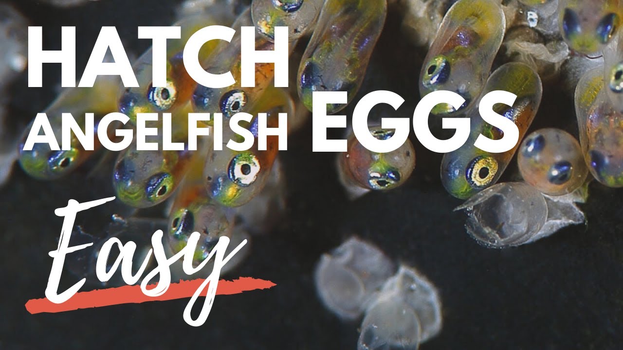 Understanding Angelfish Eggs Hatch Time: Tips and Tricks