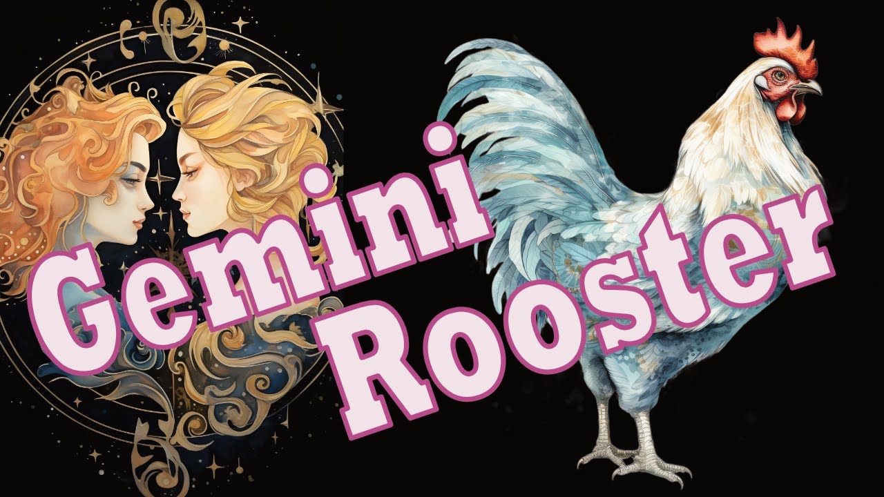 Gemini Rooster Primal Astrology: Learn How This Combo Impacts Your Life and Destiny