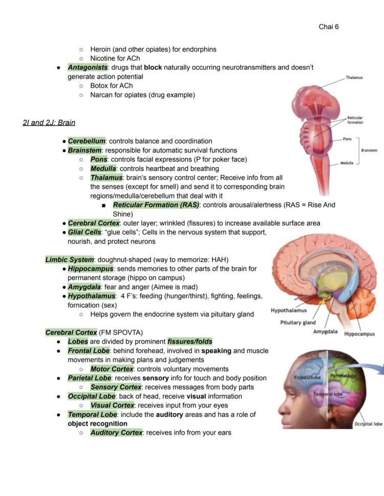 Your Ultimate Cheat Sheet: AP Psychology Unit 2 Notes