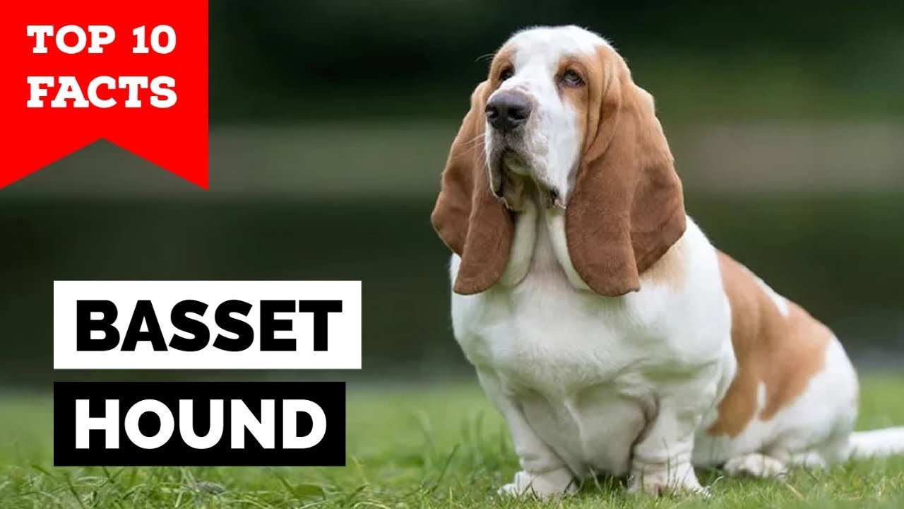 Need Help? Basset Psychological Services Offers Support for a Better You