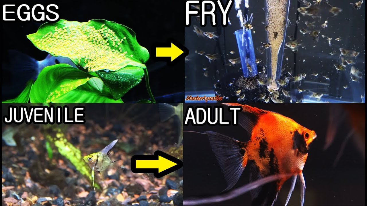 Understanding Angelfish Eggs Hatch Time: Tips and Tricks