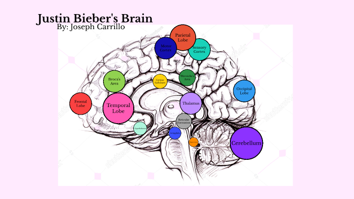 Celebrity Brain Project AP Psychology for Beginners: Start Your Prep Today!