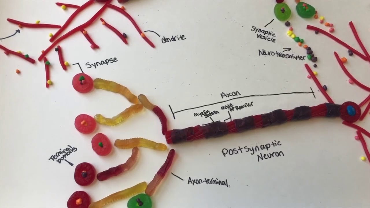 Need Help with Candy Neuron Project AP Psychology? Check This