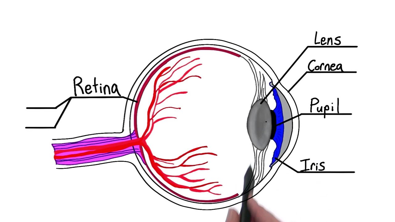 Cornea AP Psychology: Easy Guide to Eyes Window