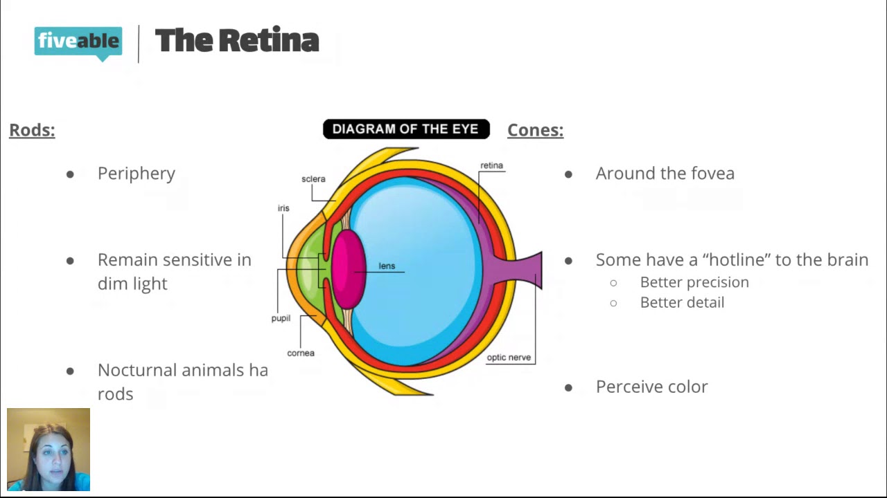 Cornea AP Psychology: Easy Guide to Eyes Window