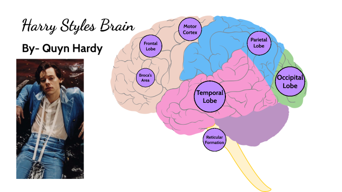 Celebrity Brain Project AP Psychology Example: What You Need to Know!