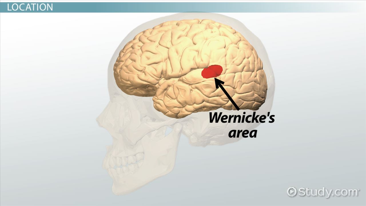 Carl Wernicke AP Psychology: A quick and easy overview!