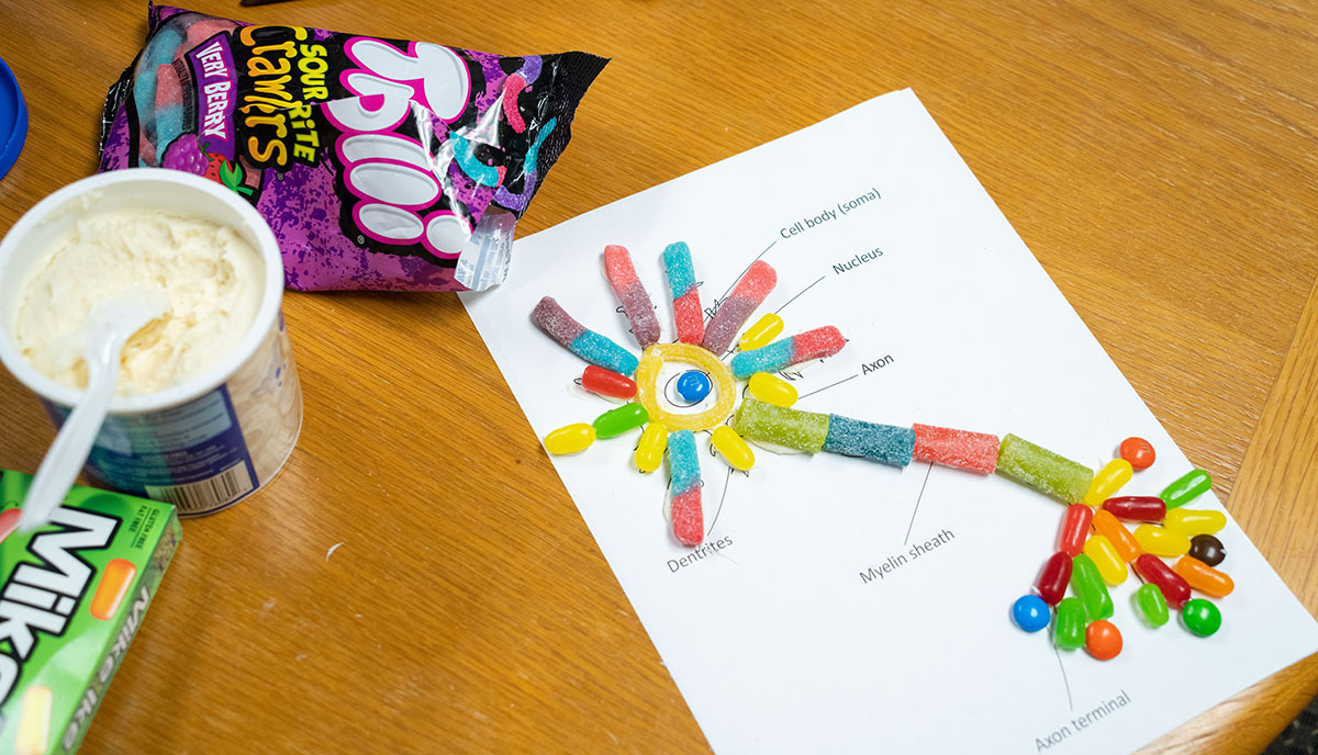 Need Help with Candy Neuron Project AP Psychology? Check This