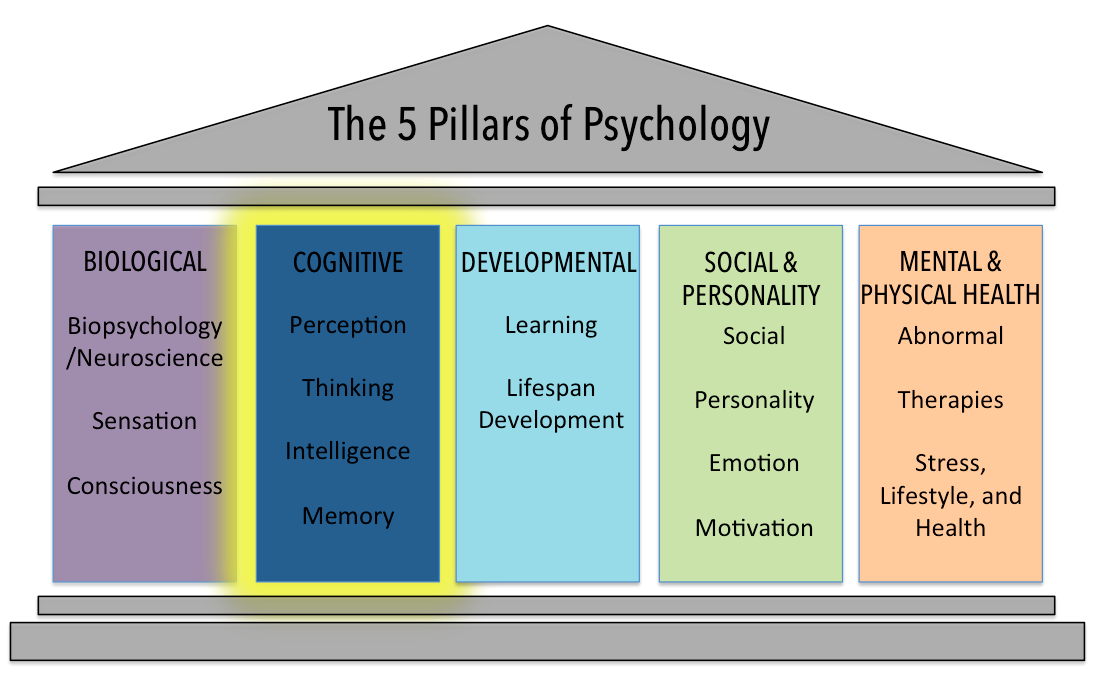 What Cognitive Psychology Focuses on Quizlet: Simple Guide for Beginners Learning it