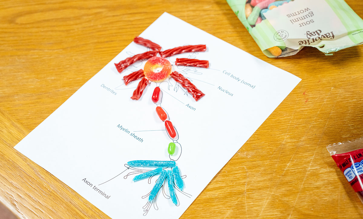 Need Help with Candy Neuron Project AP Psychology? Check This